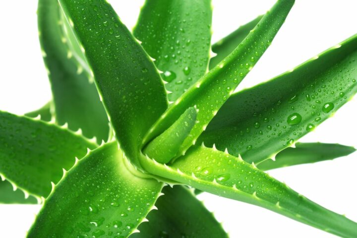 aloe-dlya-volos.jpg