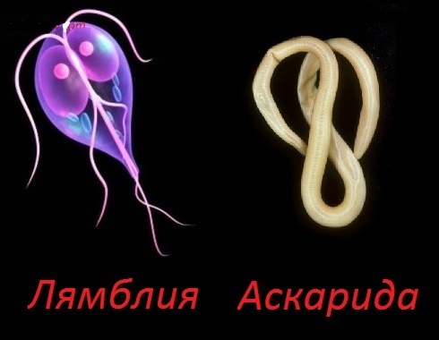 lyambliya-i-askarida.jpg