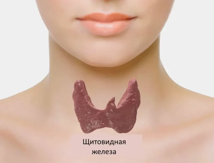 shchitovidka.jpg