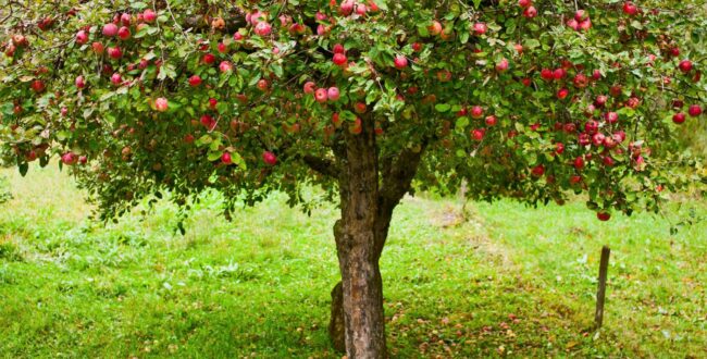 vitaminy-v-yabloke.jpg