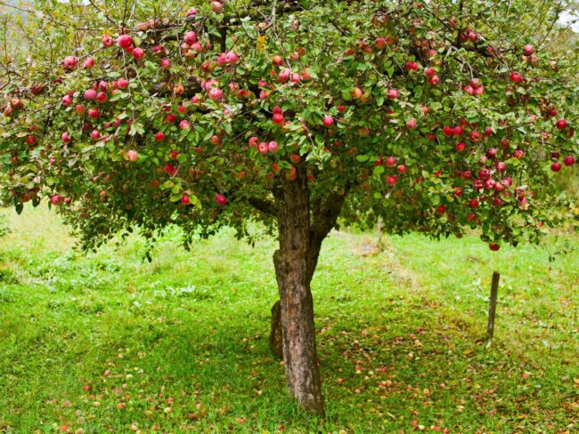 vitaminy-v-yabloke.jpg