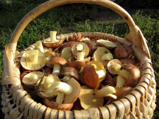 maslyata-na-zimu.jpg