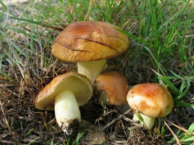 maslyata-na-zimu.jpg