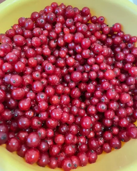 Компот из смородины на зиму 39 ed7a27ef a5b1 4587 8ed6 8d227a0a3aba 12801 e1755360540585