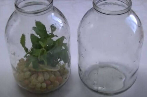 компот из крыжовника с мятой и лимоном1 e1759304148689